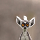 Fondo de pantalla Cute Lemur 128x128