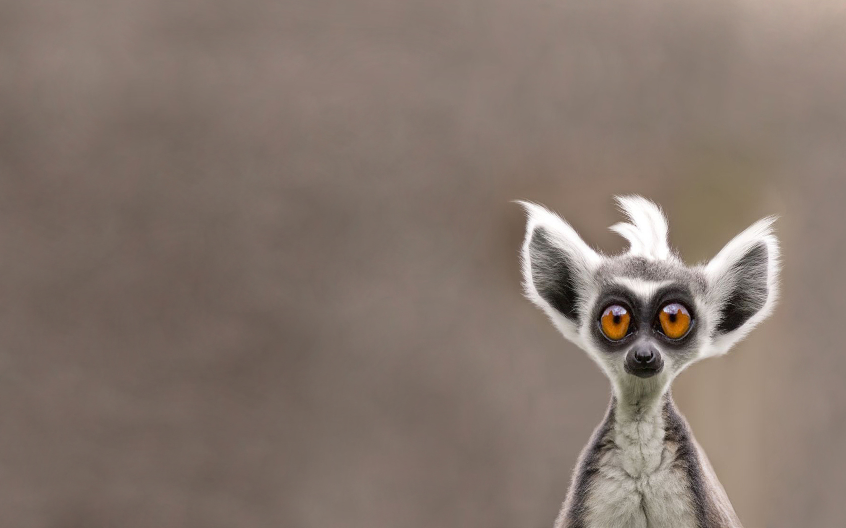 Sfondi Cute Lemur 1680x1050