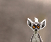 Fondo de pantalla Cute Lemur 176x144