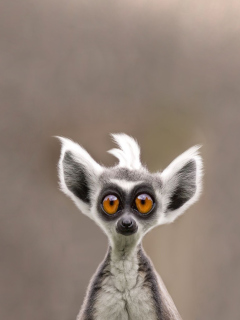 Screenshot №1 pro téma Cute Lemur 240x320