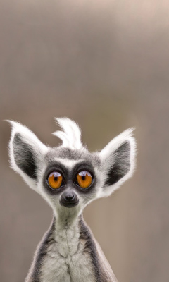 Cute Lemur wallpaper 240x400