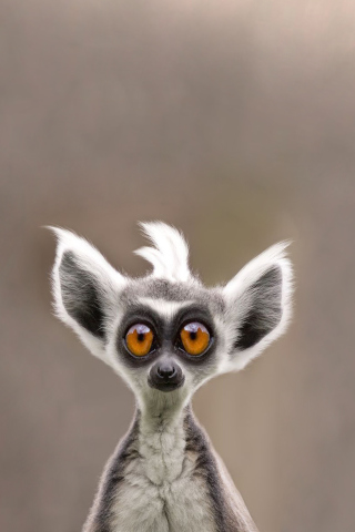 Fondo de pantalla Cute Lemur 320x480