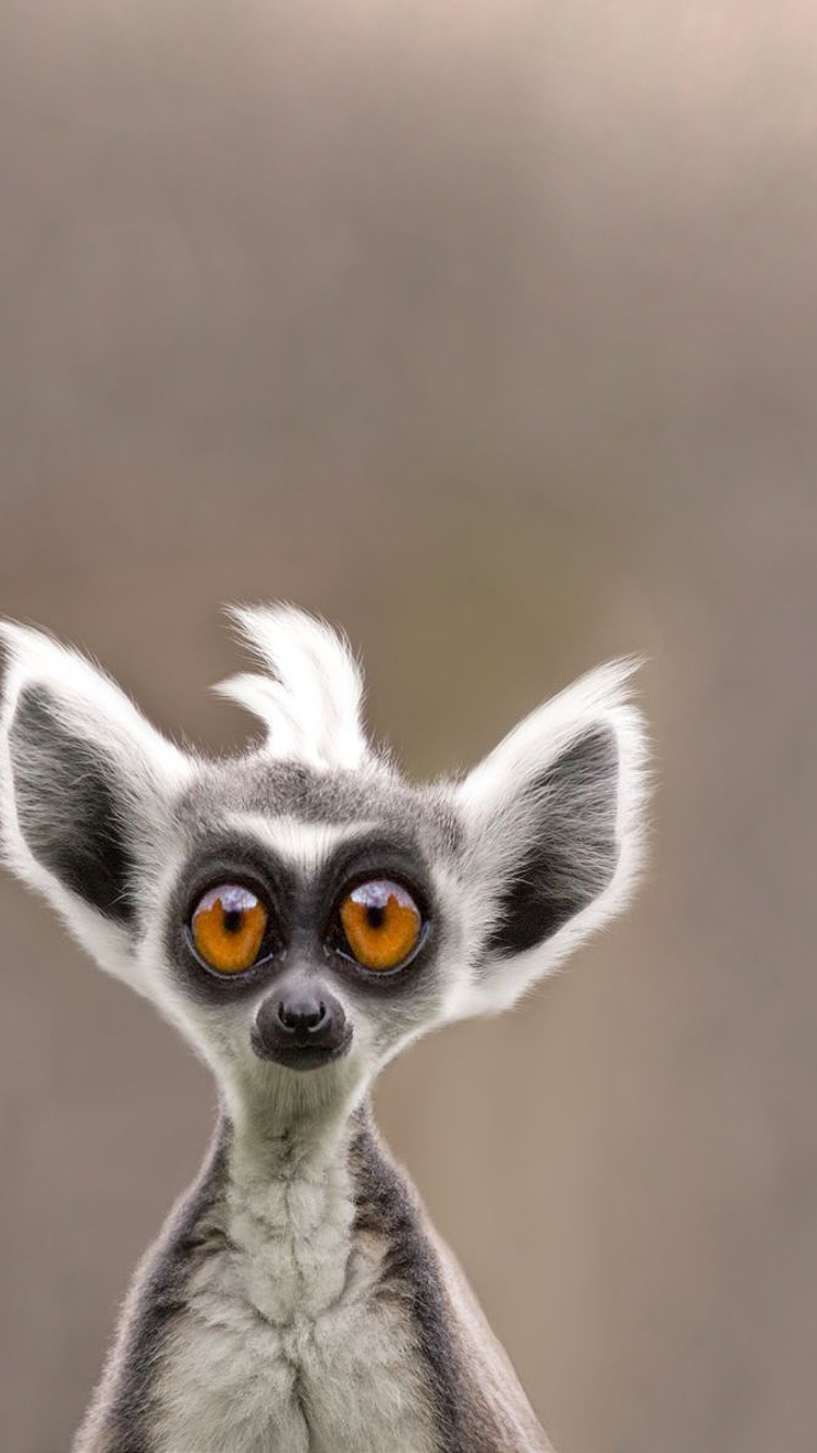 Обои Cute Lemur 750x1334