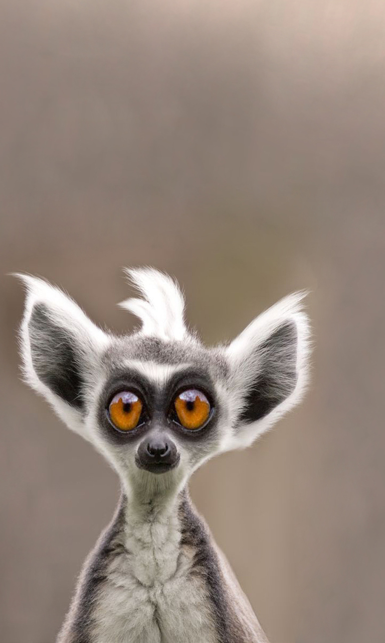 Fondo de pantalla Cute Lemur 768x1280