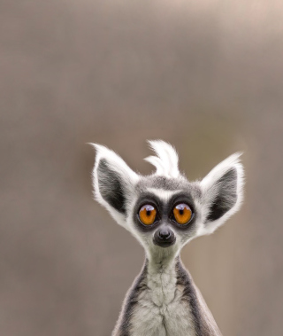 Cute Lemur - Obrázkek zdarma pro Samsung Instinct HD