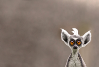 Cute Lemur Background for Android, iPhone and iPad