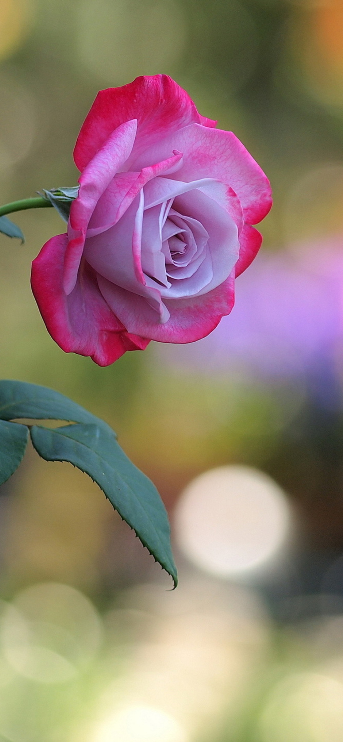 Обои Pink Rose 1170x2532
