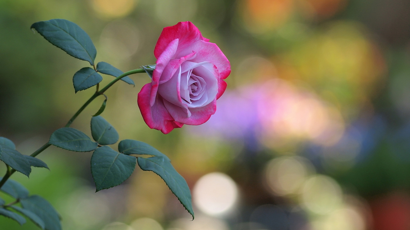 Das Pink Rose Wallpaper 1366x768