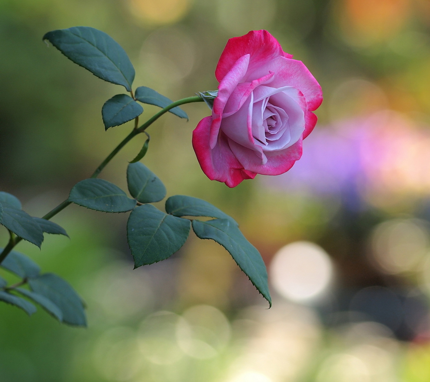 Обои Pink Rose 1440x1280
