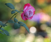 Pink Rose screenshot #1 176x144