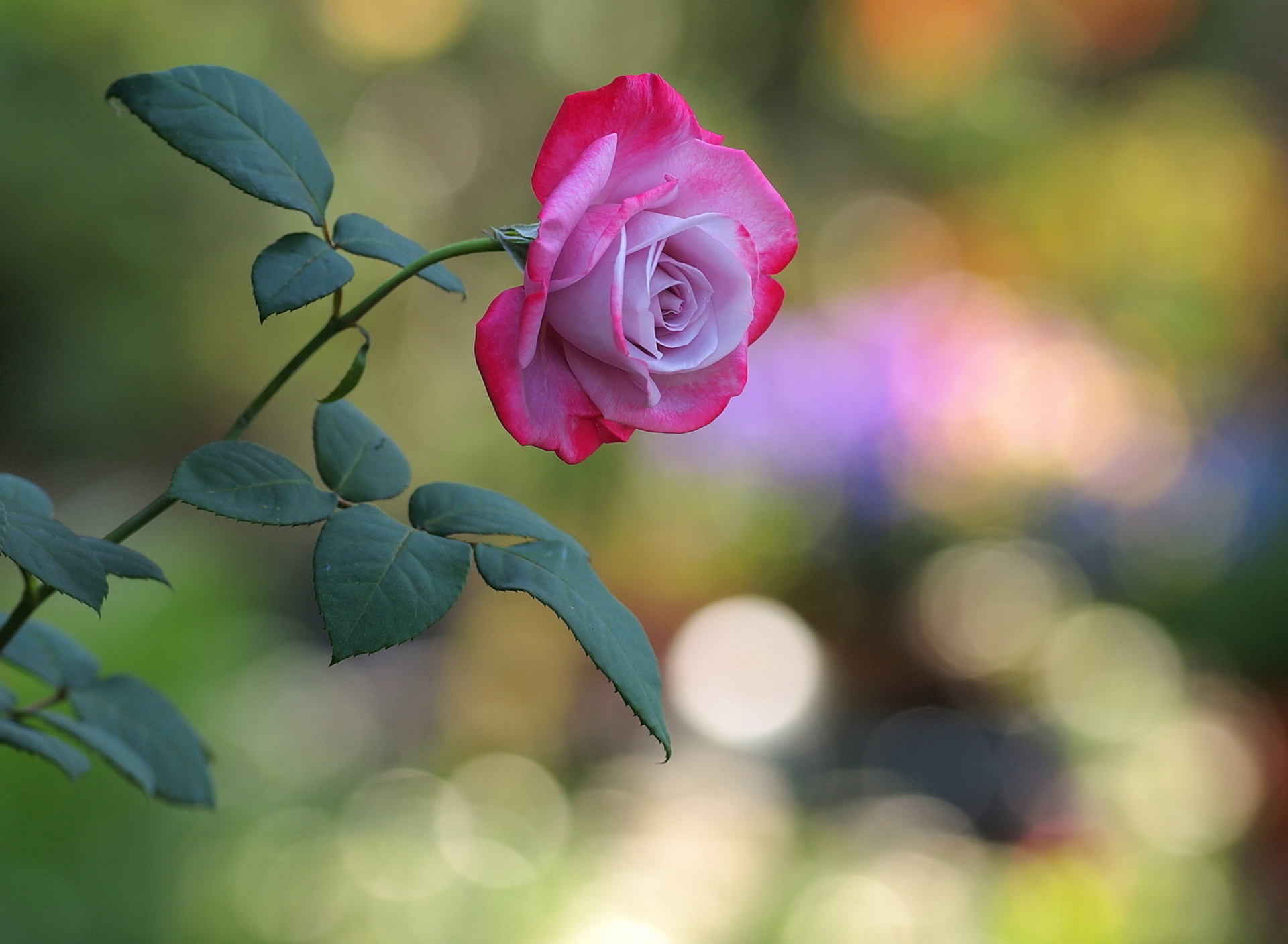 Обои Pink Rose 1920x1408
