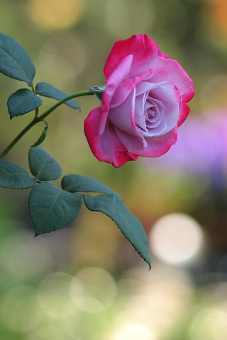 Sfondi Pink Rose 320x480