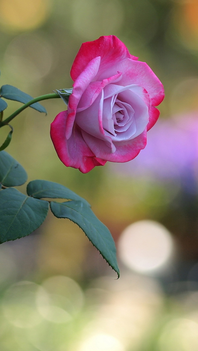 Pink Rose screenshot #1 640x1136
