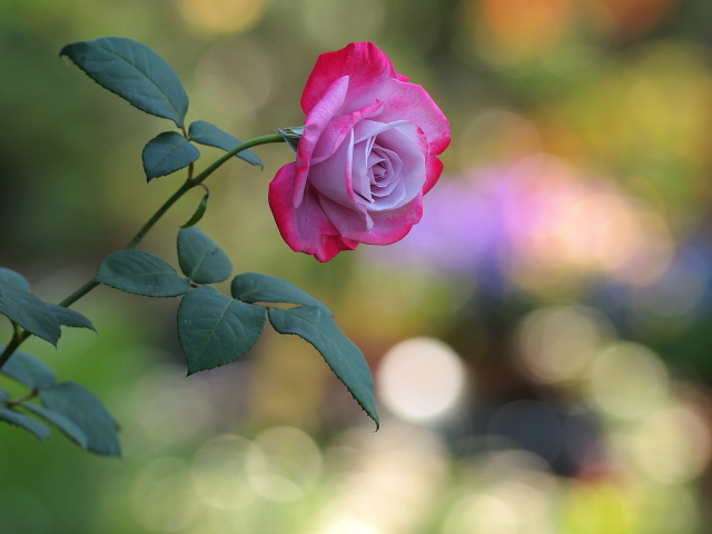 Sfondi Pink Rose 640x480