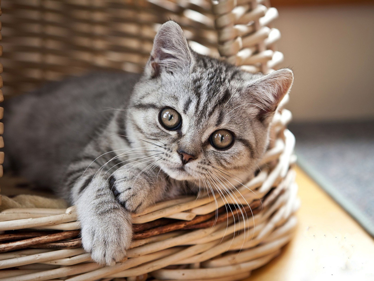 Das Cat in Basket Wallpaper 1280x960