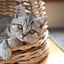 Cat in Basket screenshot #1 128x128