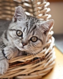 Cat in Basket screenshot #1 128x160