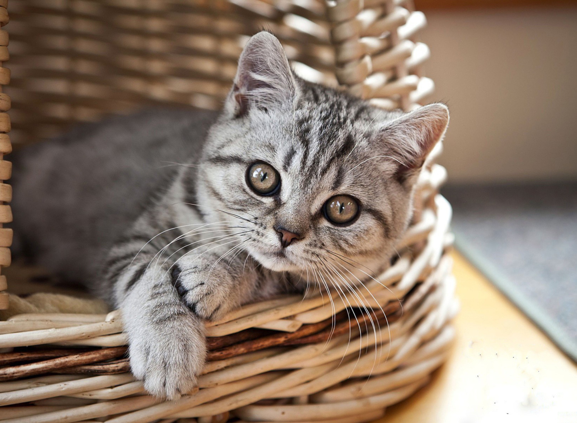 Cat in Basket wallpaper 1920x1408