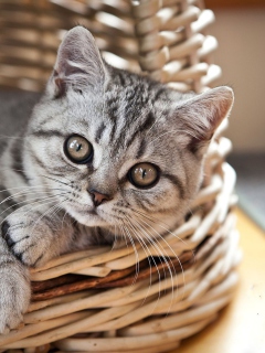 Das Cat in Basket Wallpaper 240x320