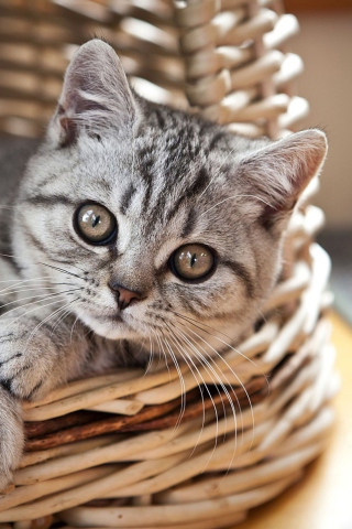 Das Cat in Basket Wallpaper 320x480