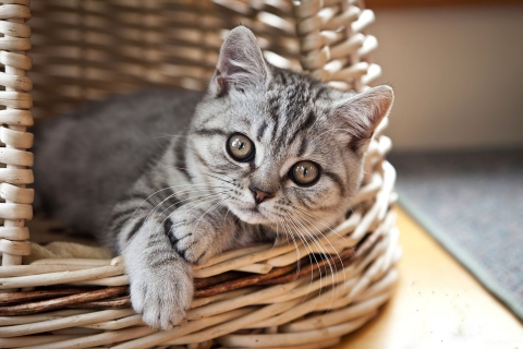 Das Cat in Basket Wallpaper 480x320