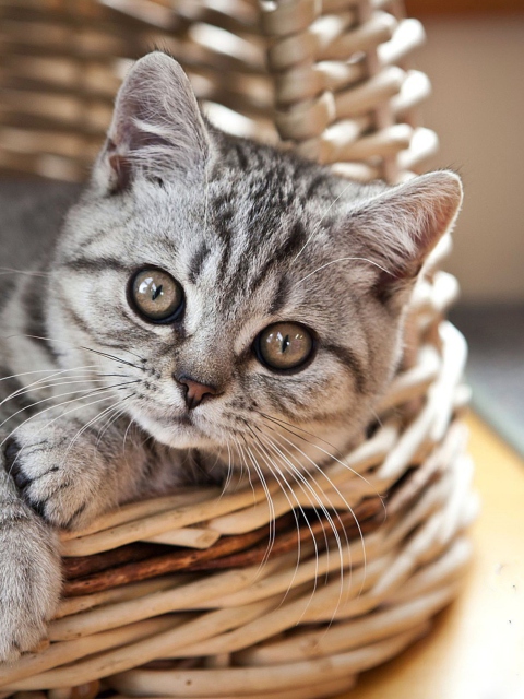 Cat in Basket screenshot #1 480x640