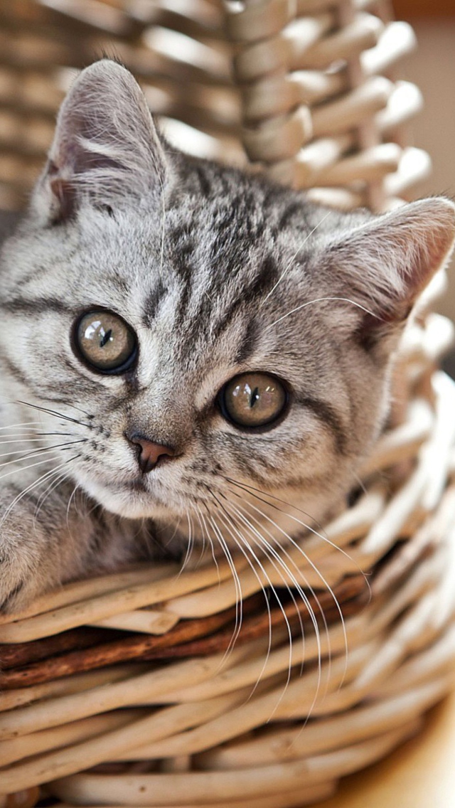 Das Cat in Basket Wallpaper 640x1136