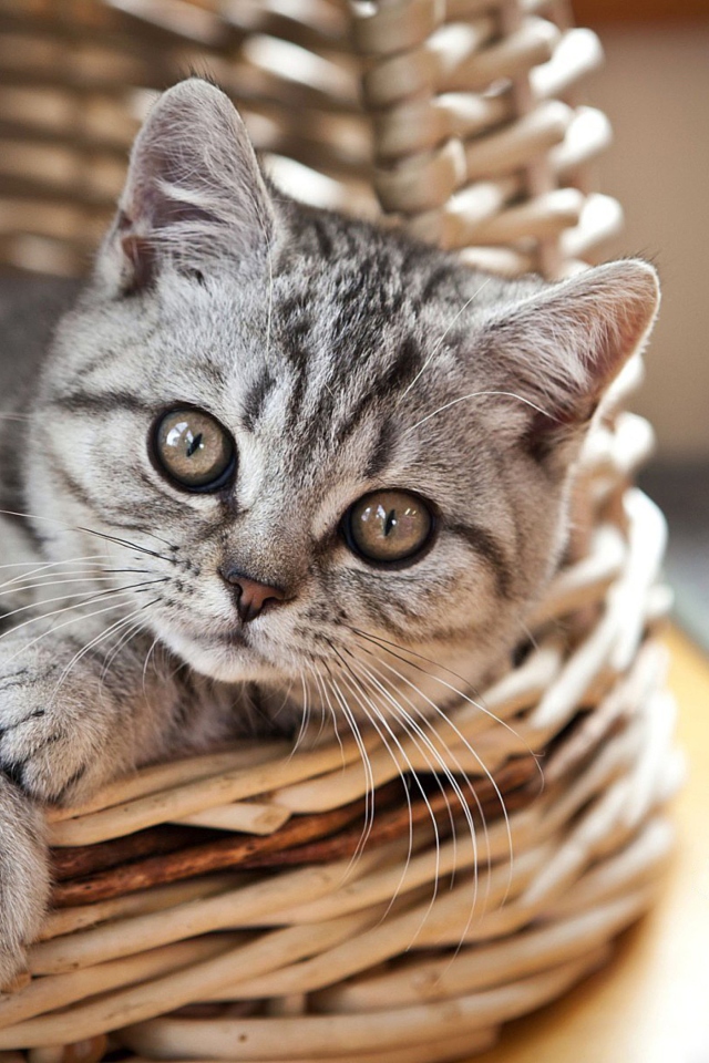 Cat in Basket wallpaper 640x960