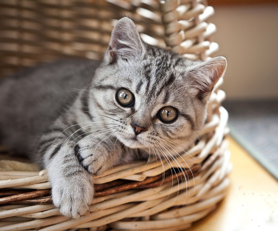 Das Cat in Basket Wallpaper 960x800