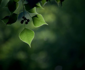 Fondo de pantalla Macro Berries and Leaves 176x144