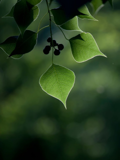 Das Macro Berries and Leaves Wallpaper 240x320