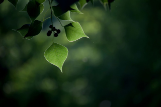 Macro Berries and Leaves - Obrázkek zdarma pro Sony Xperia Z