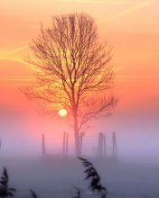 Sunset And Mist screenshot #1 176x220