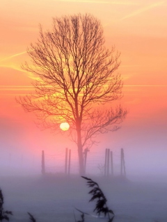 Sunset And Mist screenshot #1 240x320