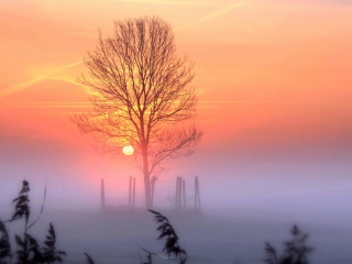 Sunset And Mist wallpaper 320x240