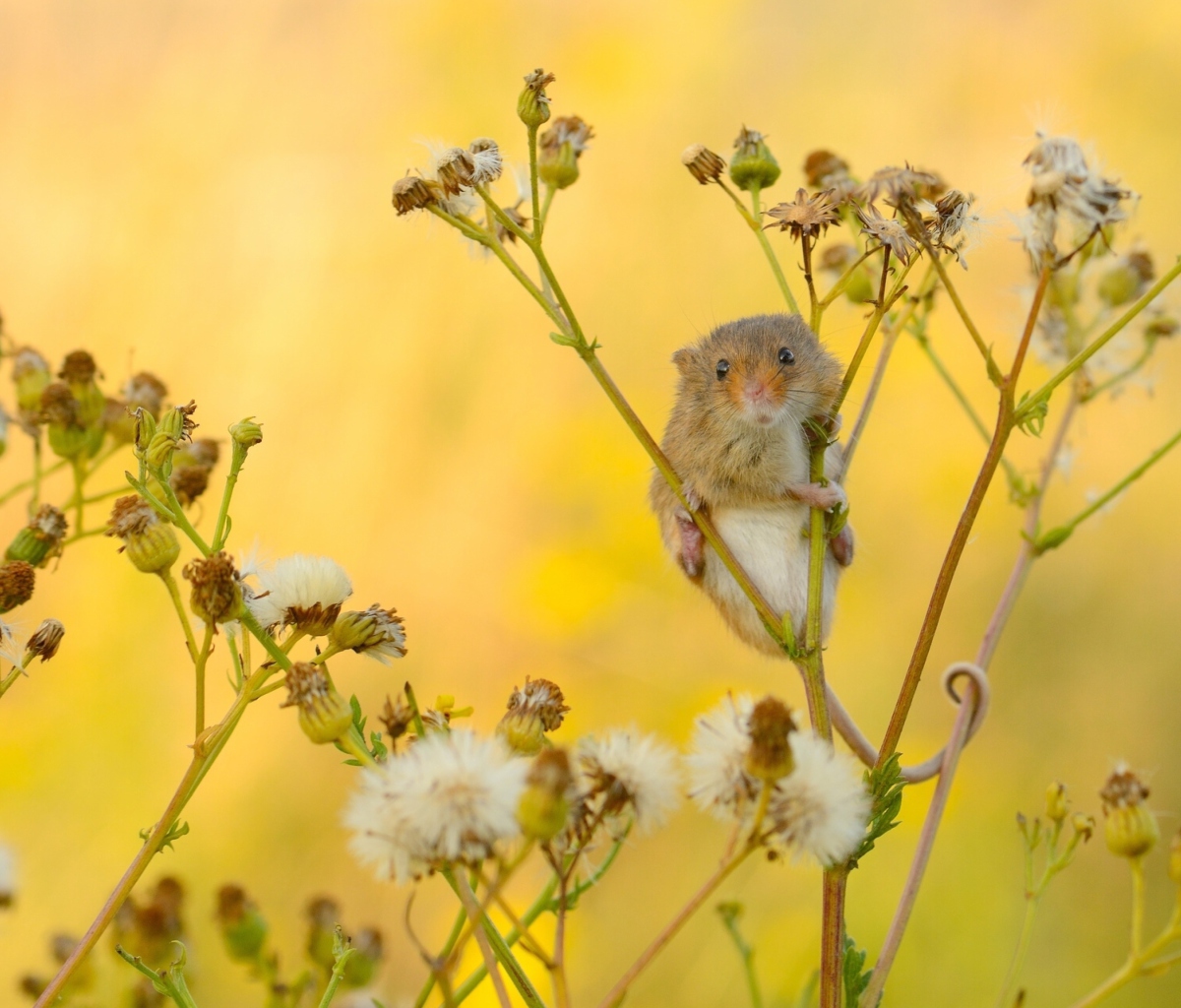 Обои Little Mouse On Flower 1200x1024