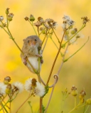Обои Little Mouse On Flower 128x160