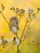 Sfondi Little Mouse On Flower 132x176