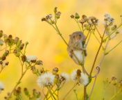 Sfondi Little Mouse On Flower 176x144