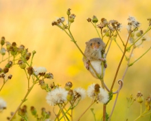 Обои Little Mouse On Flower 220x176