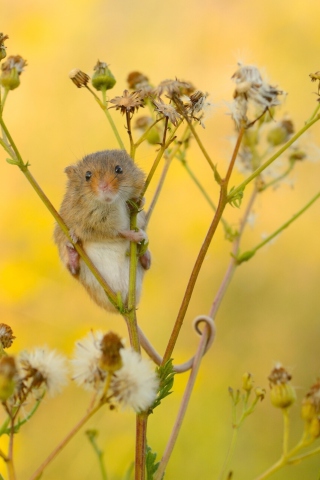 Обои Little Mouse On Flower 320x480