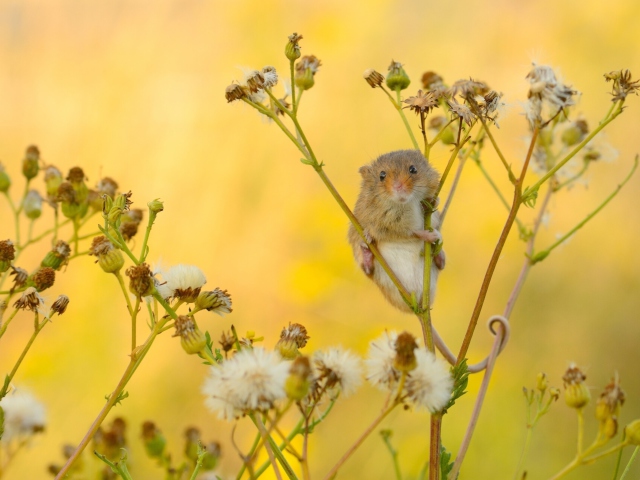 Обои Little Mouse On Flower 640x480