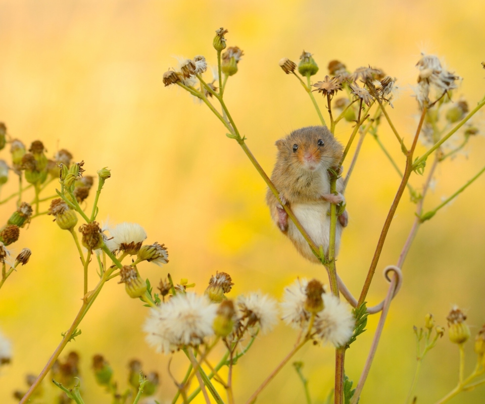 Обои Little Mouse On Flower 960x800