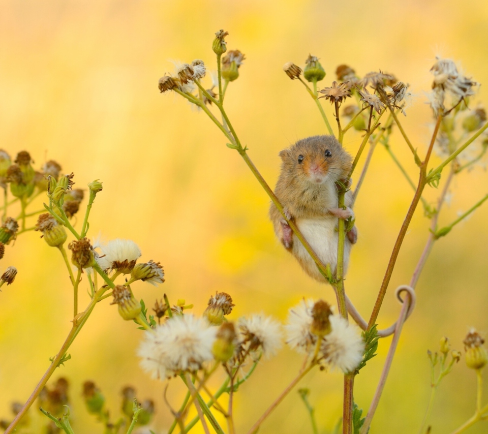Обои Little Mouse On Flower 960x854