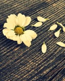 Daisy On Wood wallpaper 128x160