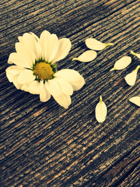 Daisy On Wood wallpaper 480x640