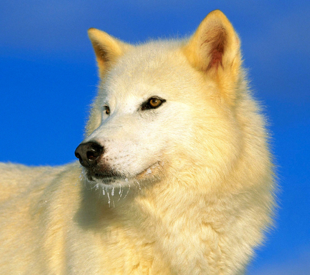 Sfondi White Wolf 1080x960