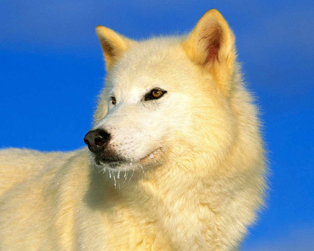 Fondo de pantalla White Wolf 1280x1024