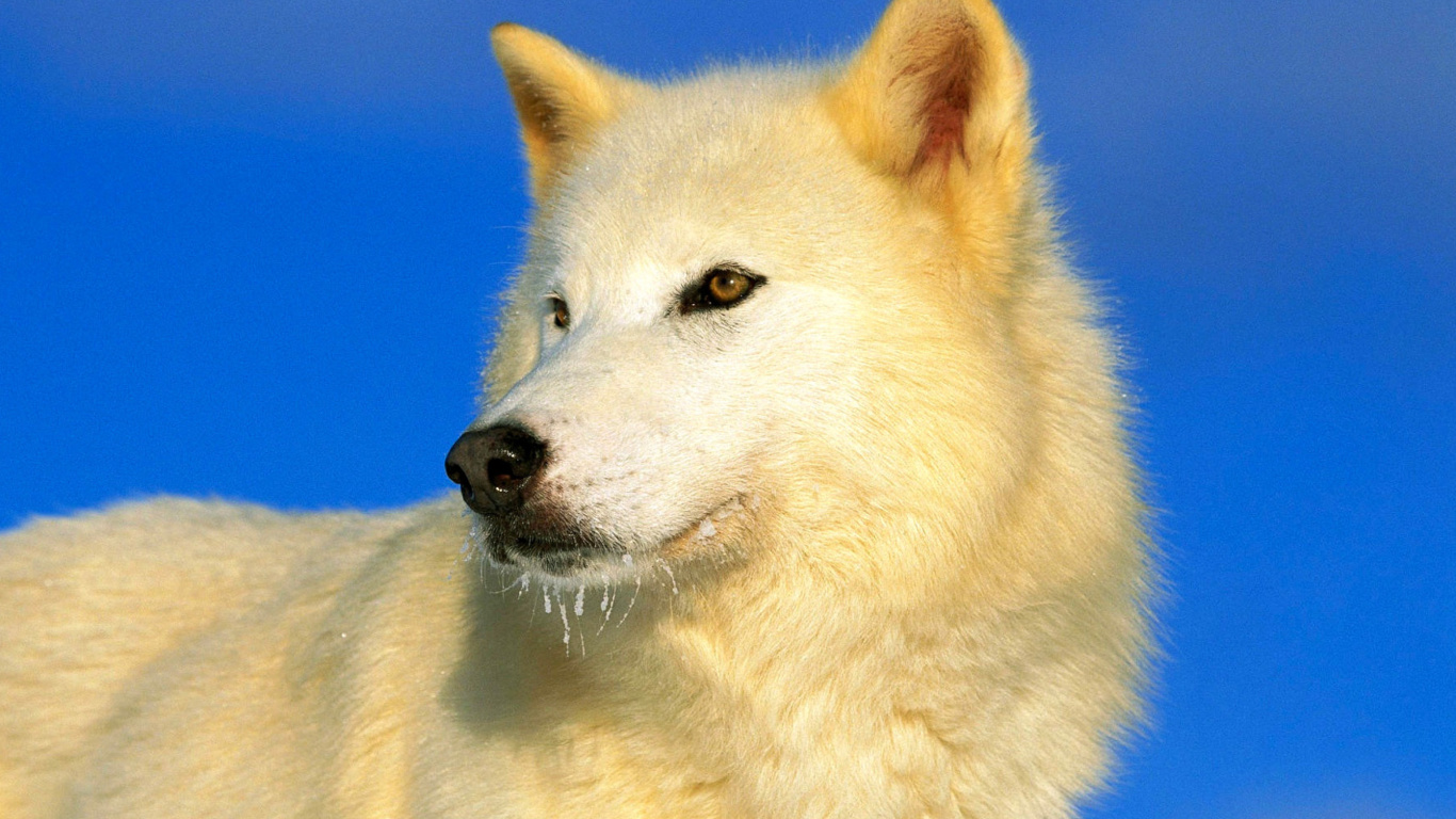 Fondo de pantalla White Wolf 1366x768