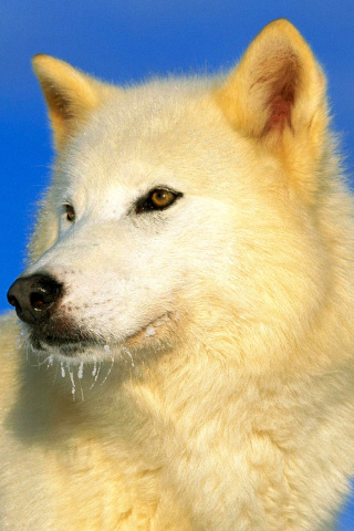 White Wolf wallpaper 320x480